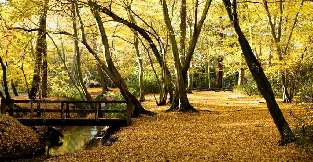 Forrest in the Autumn with leaves on the ground in West Essex